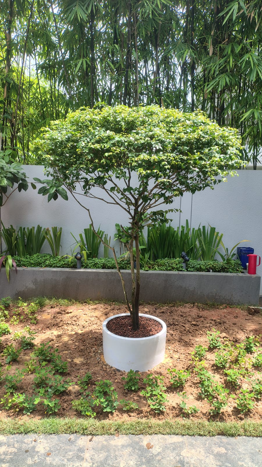 City Park Tree Care